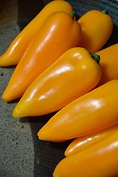 Lunchbox Yellow Sweet Pepper (Capsicum annuum 'Lunchbox Yellow') at Mainescape Nursery