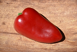 Sweet Heat Hot Pepper (Capsicum annuum 'Sweet Heat') at Mainescape Nursery