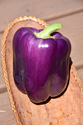 Purple Beauty Pepper (Capsicum annuum 'Purple Beauty') at Mainescape Nursery