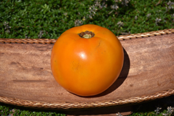 Valencia Tomato (Solanum lycopersicum 'Valencia') at Mainescape Nursery