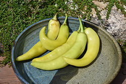 Sweet Banana Pepper (Capsicum annuum 'Sweet Banana') at Mainescape Nursery