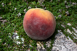 Contender Peach (Prunus persica 'Contender') at Mainescape Nursery