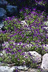 Johnny Jump-Up (Viola tricolor) at Mainescape Nursery