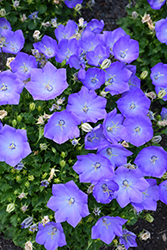 Rapido Blue Bellflower (Campanula carpatica 'Rapido Blue') at Mainescape Nursery