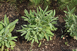 Common Sage (Salvia officinalis) at Mainescape Nursery