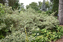 Argenteo Marginata Dogwood (Cornus alba 'Argenteo Marginata') at Mainescape Nursery