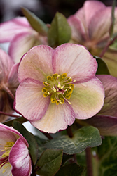 Frostkiss Bayli's Blush Hellebore (Helleborus 'Bayli's Blush') at Mainescape Nursery