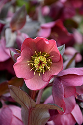 Penny's Pink Hellebore (Helleborus 'Penny's Pink') at Mainescape Nursery