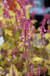 Fun and Games Eye Spy Foamy Bells (Heucherella 'Eye Spy') at Mainescape Nursery