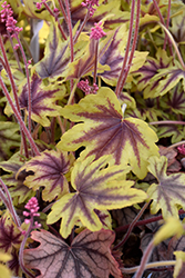 Fun and Games Eye Spy Foamy Bells (Heucherella 'Eye Spy') at Mainescape Nursery