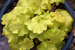 Northern Exposure Lime Coral Bells (Heuchera 'TNHEUNEL') at Mainescape Nursery