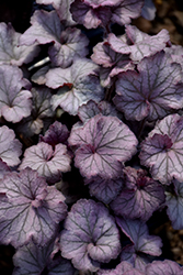 Northern Exposure Silver Coral Bells (Heuchera 'TNHEUNES') at Mainescape Nursery