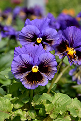 Frizzle Sizzle Yellow Blue Swirl Pansy (Viola x wittrockiana 'Frizzle Sizzle Yellow Blue Swirl') at Mainescape Nursery