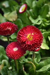 Bellisima Red English Daisy (Bellis perennis 'Bellissima Red') at Mainescape Nursery