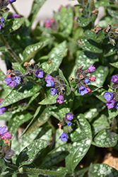 Spot On Lungwort (Pulmonaria 'Spot On') at Mainescape Nursery