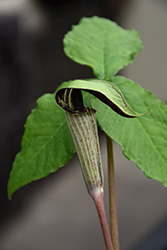 Jack-In-The-Pulpit (Arisaema triphyllum) at Mainescape Nursery