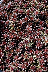 Coral Carpet Stonecrop (Sedum album 'Coral Carpet') at Mainescape Nursery