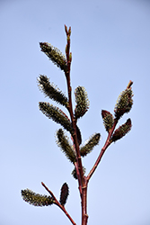Black Pussy Willow (Salix gracilistyla 'Melanostachys') at Mainescape Nursery