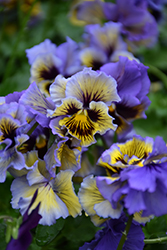 Frizzle Sizzle Yellow Blue Swirl Pansy (Viola x wittrockiana 'Frizzle Sizzle Yellow Blue Swirl') at Mainescape Nursery