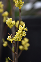 Spicebush (Lindera benzoin) at Mainescape Nursery