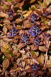 Feathered Friends Parrot Paradise Bugleweed (Ajuga 'Parrot Paradise') at Mainescape Nursery