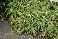 Sandy Claws Barrenwort (Epimedium wushanense 'Sandy Claws') at Mainescape Nursery