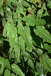 Domino Barrenwort (Epimedium 'Domino') at Mainescape Nursery