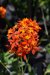 Fire Star Orchid (Epidendrum radicans) at Mainescape Nursery