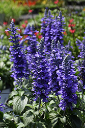 Rockin' Playin' The Blues Salvia (Salvia 'Balsamispim') at Mainescape Nursery