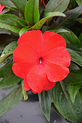 Sonic Deep Red New Guinea Impatiens (Impatiens 'Sonic Deep Red') at Mainescape Nursery