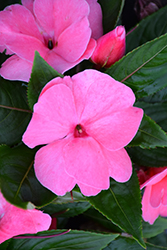 Divine Pink New Guinea Impatiens (Impatiens hawkeri 'Divine Pink') at Mainescape Nursery
