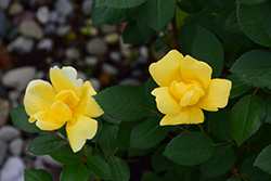 Sunny Knock Out Rose (Rosa 'Radsunny') at Mainescape Nursery