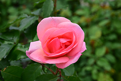 Peachy Knock Out Rose (Rosa 'Radgor') at Mainescape Nursery