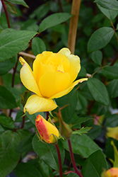 Golden Showers Rose (Rosa 'Golden Showers') at Mainescape Nursery