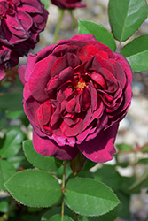 Darcey Bussell Rose (Rosa 'Darcey Bussell') at Mainescape Nursery