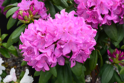 Roseum Pink Rhododendron (Rhododendron catawbiense 'Roseum Pink') at Mainescape Nursery