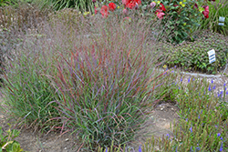 Cheyenne Sky Switch Grass (Panicum virgatum 'Cheyenne Sky') at Mainescape Nursery