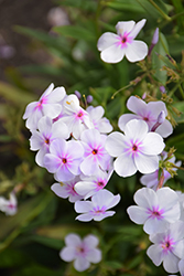 Opening Act Pink-A-Dot Phlox (Phlox 'Opening Act Pink-A-Dot') at Mainescape Nursery