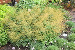 Chantilly Lace Goatsbeard (Aruncus 'Chantilly Lace') at Mainescape Nursery