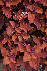 ColorBlaze Wicked Hot Coleus (Solenostemon scutellarioides 'Wicked Hot') at Mainescape Nursery