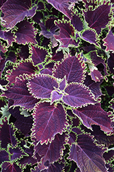 ColorBlaze Wicked Witch Coleus (Solenostemon scutellarioides 'Wicked Witch') at Mainescape Nursery
