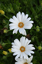 Bright Lights White African Daisy (Osteospermum 'Bright Lights White') at Mainescape Nursery