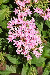 Sunstar Pink Egyptian Star Flower (Pentas lanceolata 'Sunstar Pink') at Mainescape Nursery