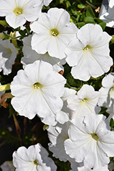 Easy Wave White Petunia (Petunia 'Easy Wave White') at Mainescape Nursery