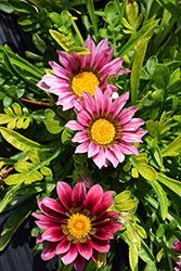 New Day Clear Pink Shades (Gazania 'New Day Pink Shades') at Mainescape Nursery