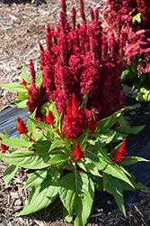 Fresh Look Red Celosia (Celosia 'Fresh Look Red') at Mainescape Nursery