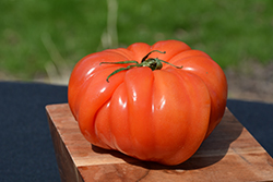 Costoluto Genovese Tomato (Solanum lycopersicum 'Costoluto Genovese') at Mainescape Nursery