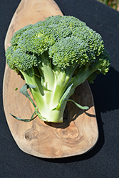 Packman Broccoli (Brassica oleracea var. italica 'Packman') at Mainescape Nursery