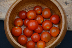 Totem Tomato (Solanum lycopersicum 'Totem') at Mainescape Nursery