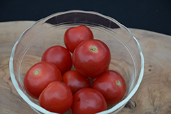 Husky Red Cherry Tomato (Solanum lycopersicum 'Husky Red Cherry') at Mainescape Nursery